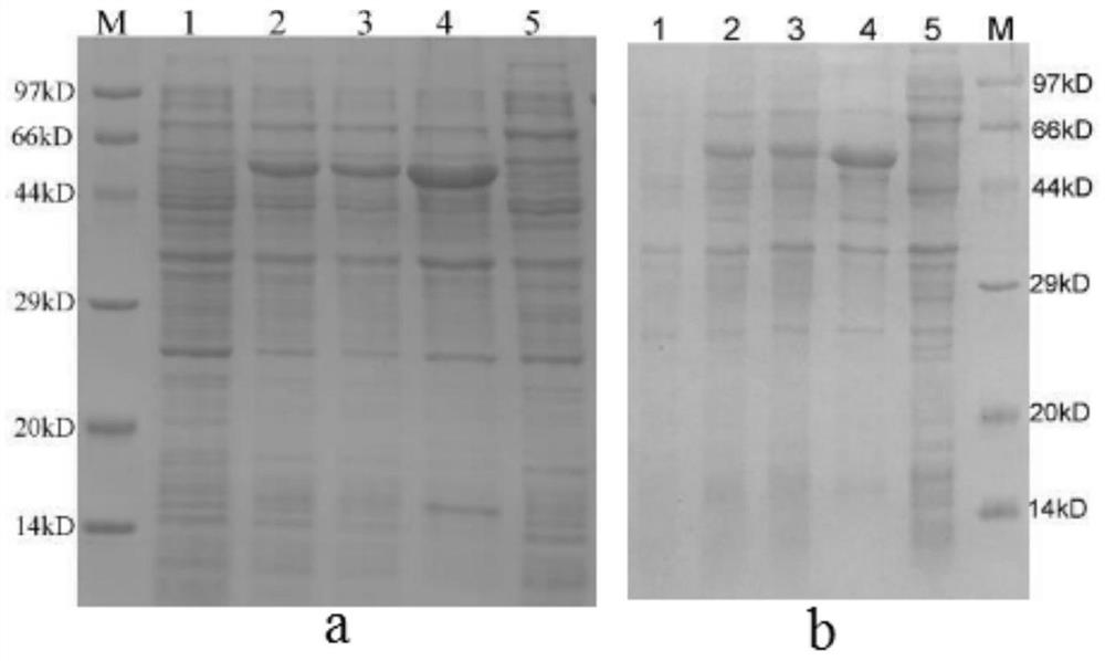 Alisma squalene epoxidase and its application