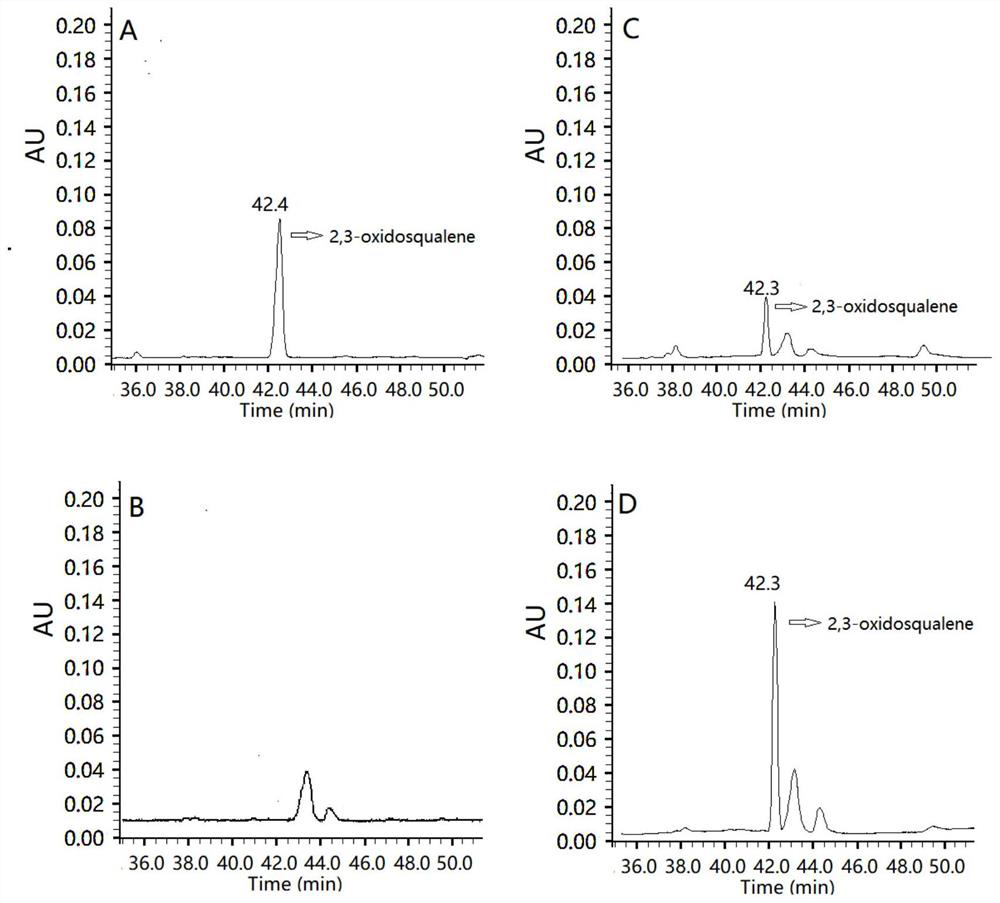 Alisma squalene epoxidase and its application