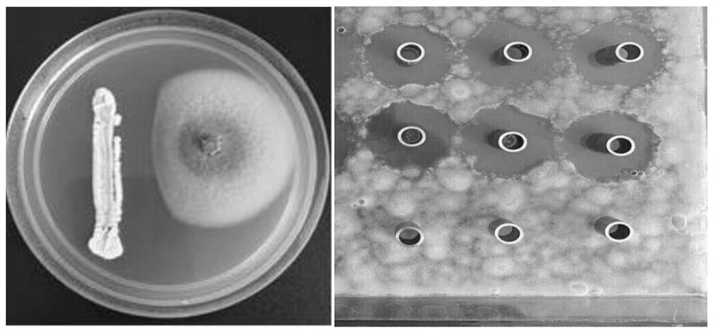 a Streptomyces