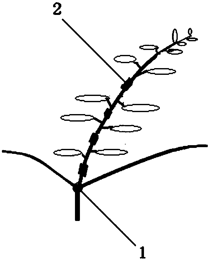 Rapid seedling raising method by using hickory nut tree branches