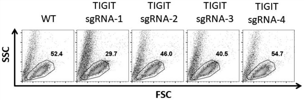 Method for efficiently knocking out TIGIT gene in NK cell