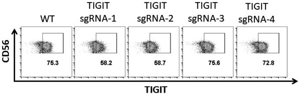 Method for efficiently knocking out TIGIT gene in NK cell