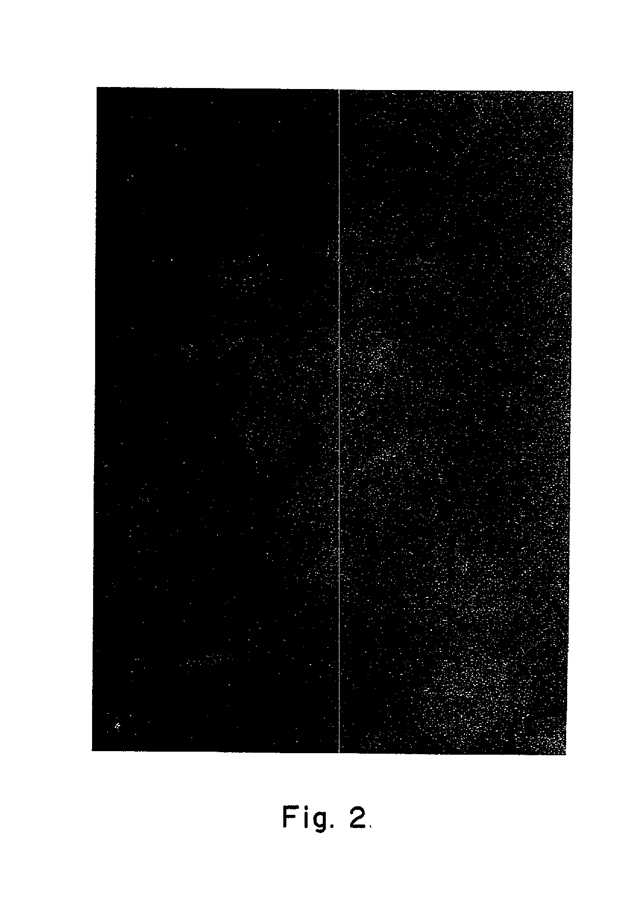 Natural non-polar fluorescent dye from a non-bioluminescent marine invertebrate, compositions containing the said dye and its uses