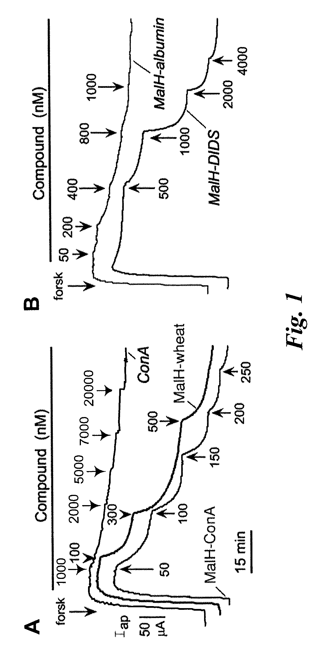 Macromolecular conjugates of cystic fibrosis transmembrane conductance regulator protein inhibitors and uses therefor