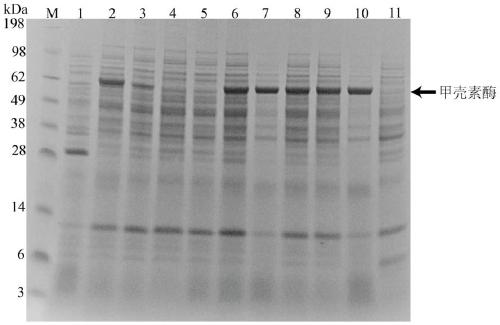 A method for increasing the expression of chitinase