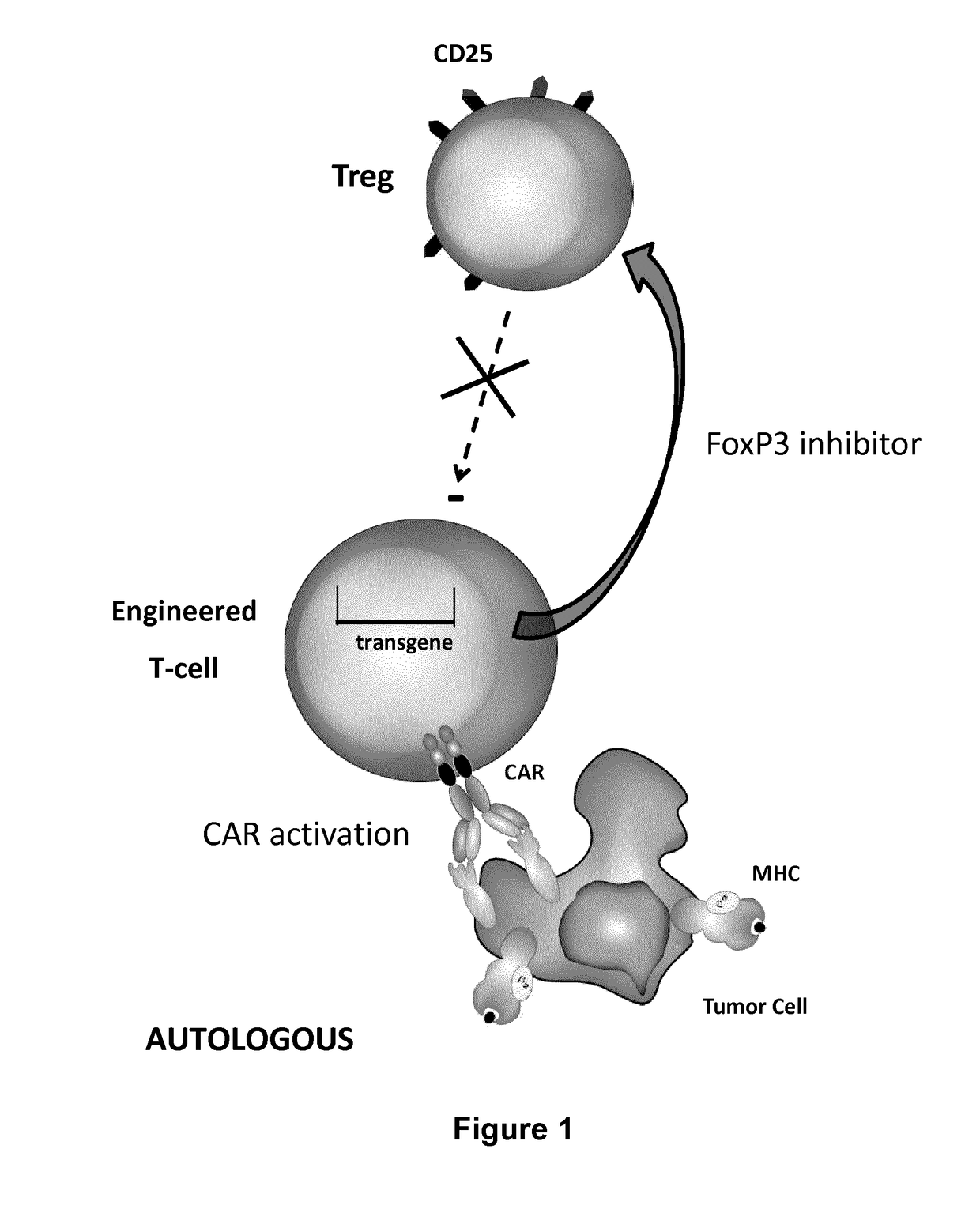 Method for in situ inhibition of regulatory t cells