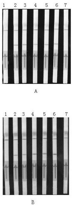 Primer composition for detecting or assisting in detecting chlamydia psittaci and application of primer composition