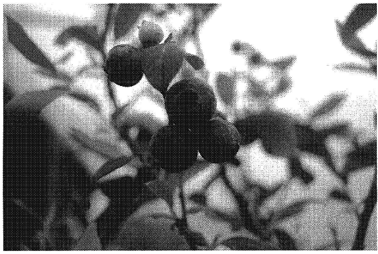 Blueberry plant named `HX`
