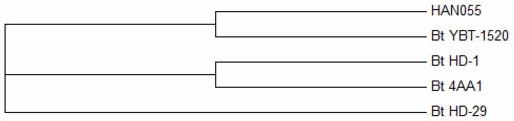 Bacillus thuringiensis and its preparation and application for controlling soybean cyst nematode and root-knot nematode incognita