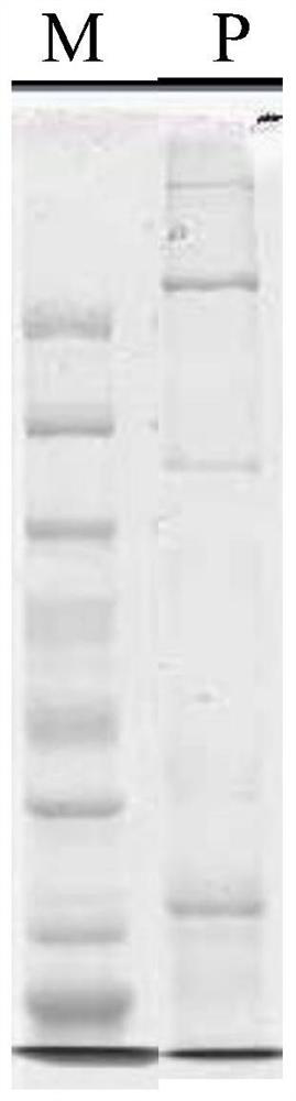 Bacillus thuringiensis and its preparation and application for controlling soybean cyst nematode and root-knot nematode incognita