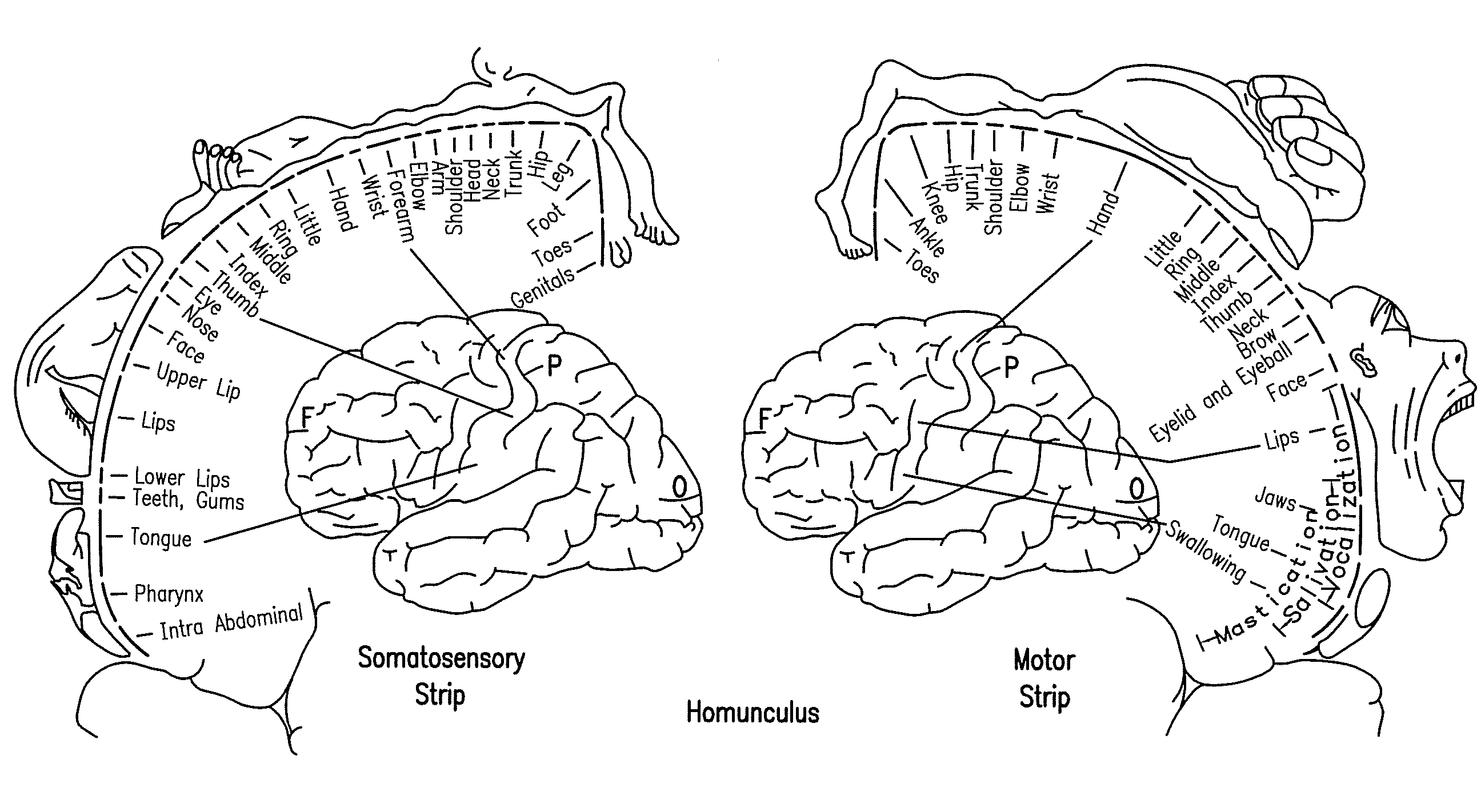 Cortical Interface for Motor Signal Recording and Sensory Signal Stimulation