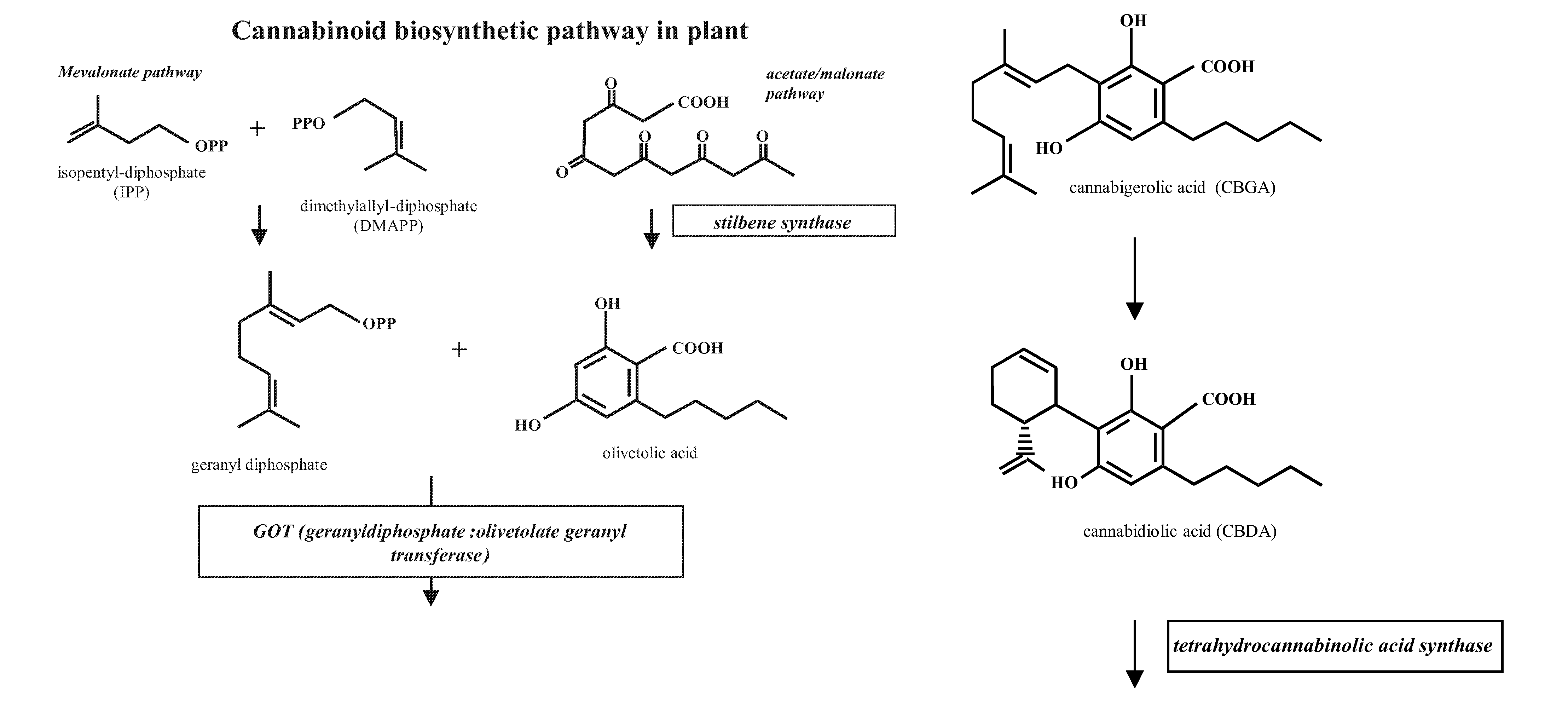 Medicinal Acidic Cannabinoids