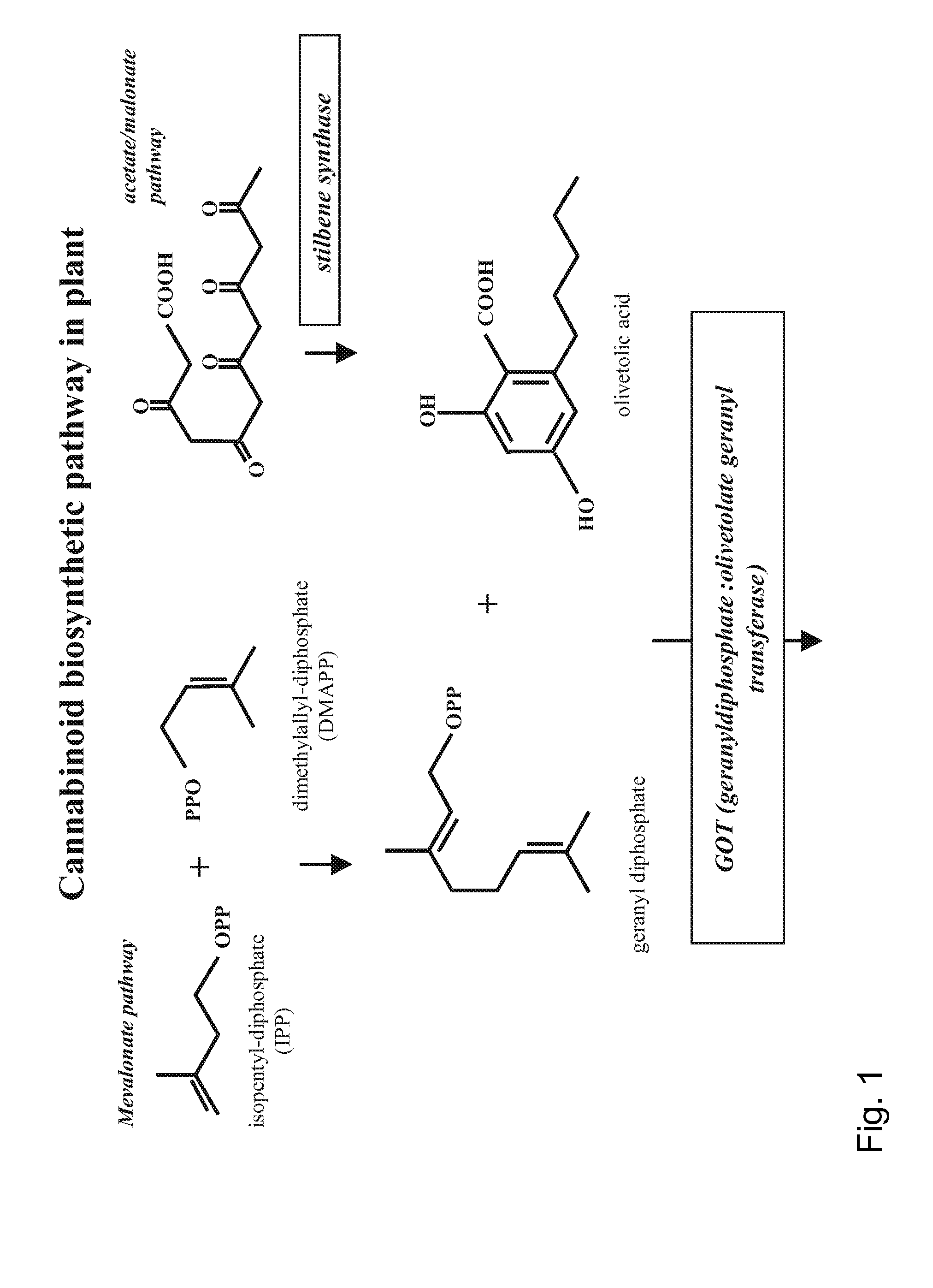 Medicinal Acidic Cannabinoids