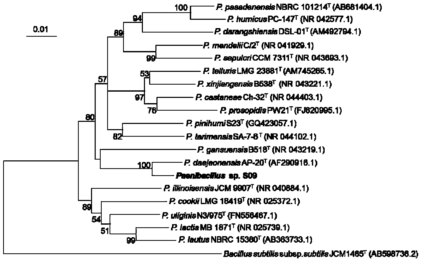 Paenibacillussp and breeding method thereof as well as beta-glucanase produced from paenibacillussp and method for producing beta-glucanase