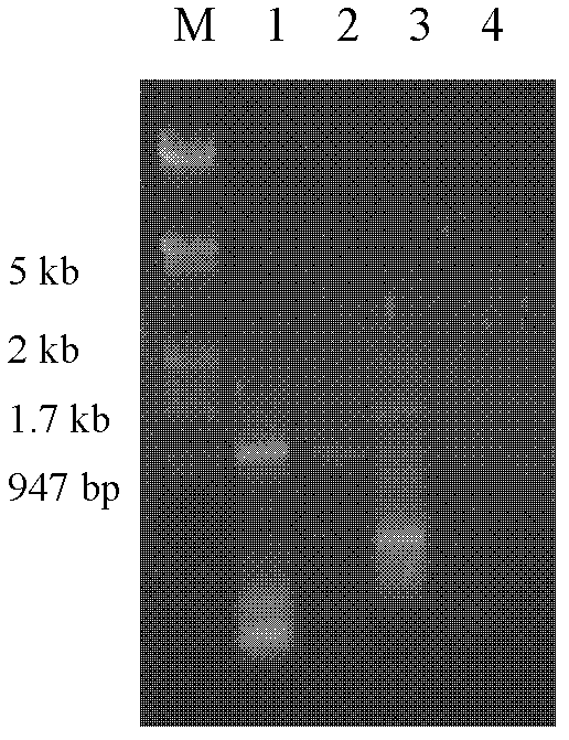 Plant stomata specific promoter and application thereof