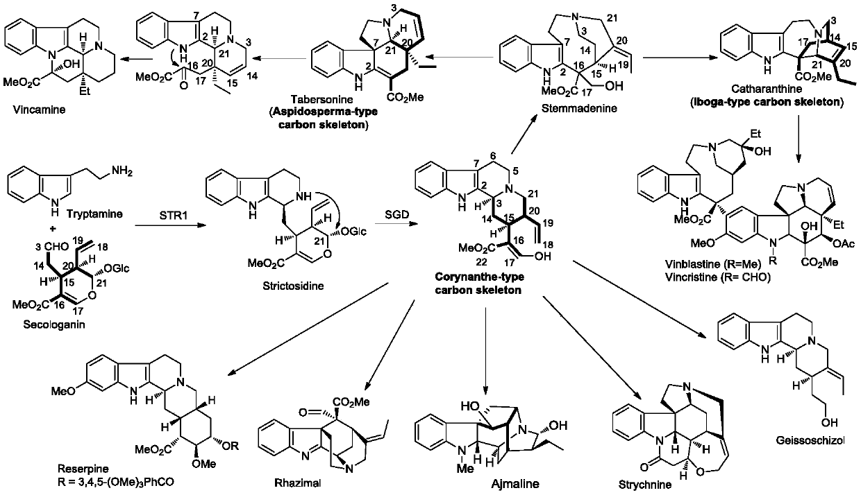 A method for the synthesis of a series of monoterpene indole alkaloid skeletons and natural products based on free radical tandem reactions