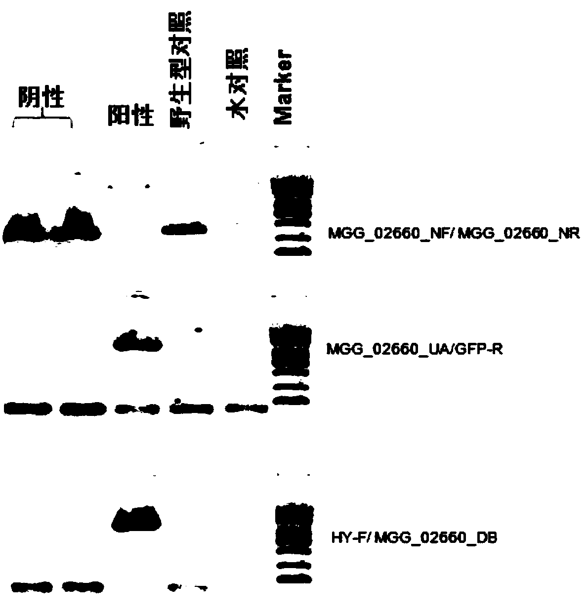 Screening method for filamentous fungus gene knockout mutant