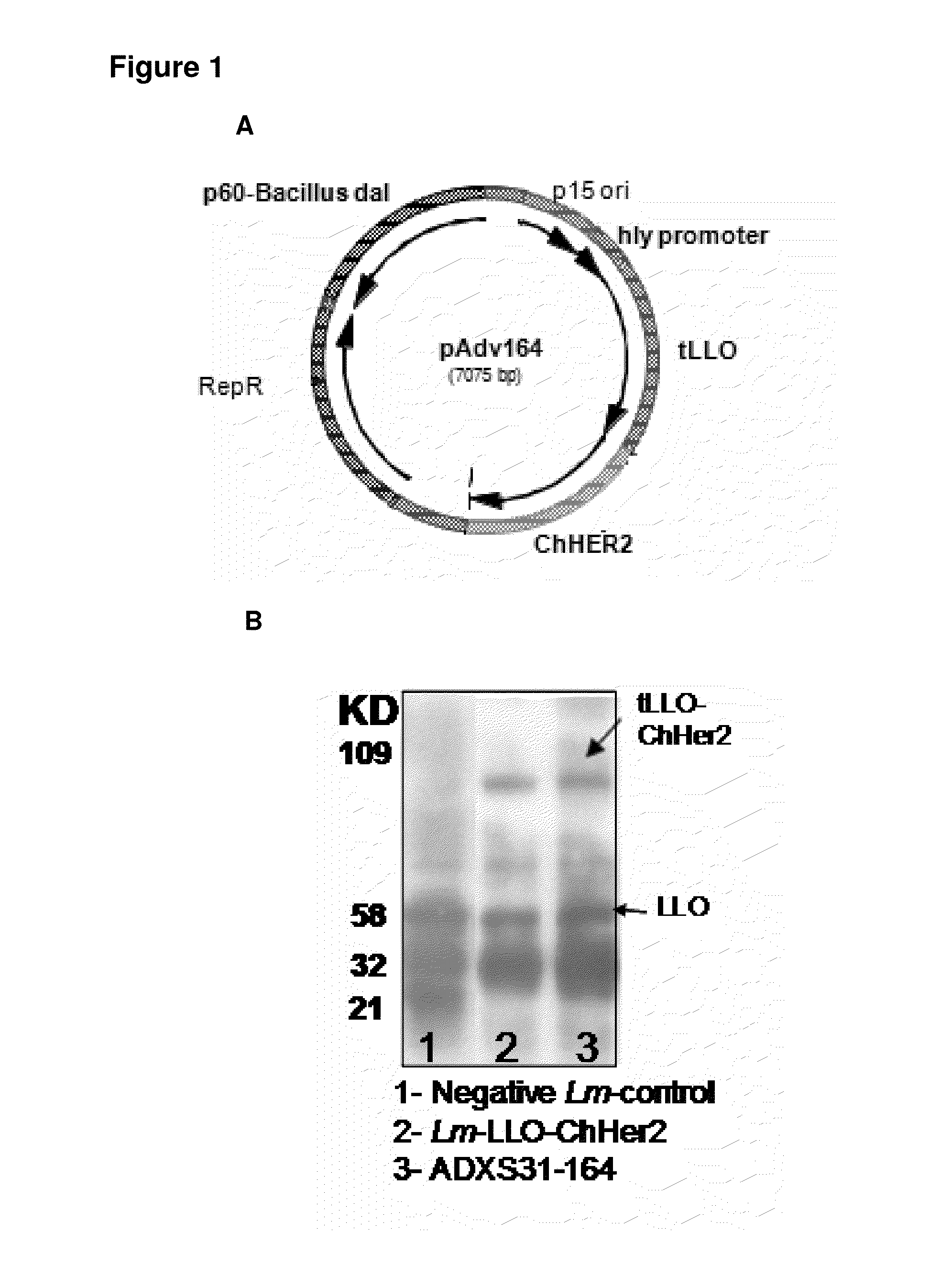 Compositions and methods for prevention of escape mutation in the treatment of Her2/neu over-expressing tumors
