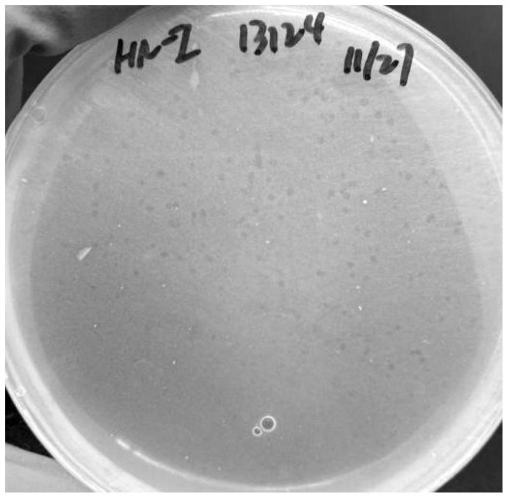 Clostridium perfringens phage, bacteriostatic agent containing phage, preparation method and application