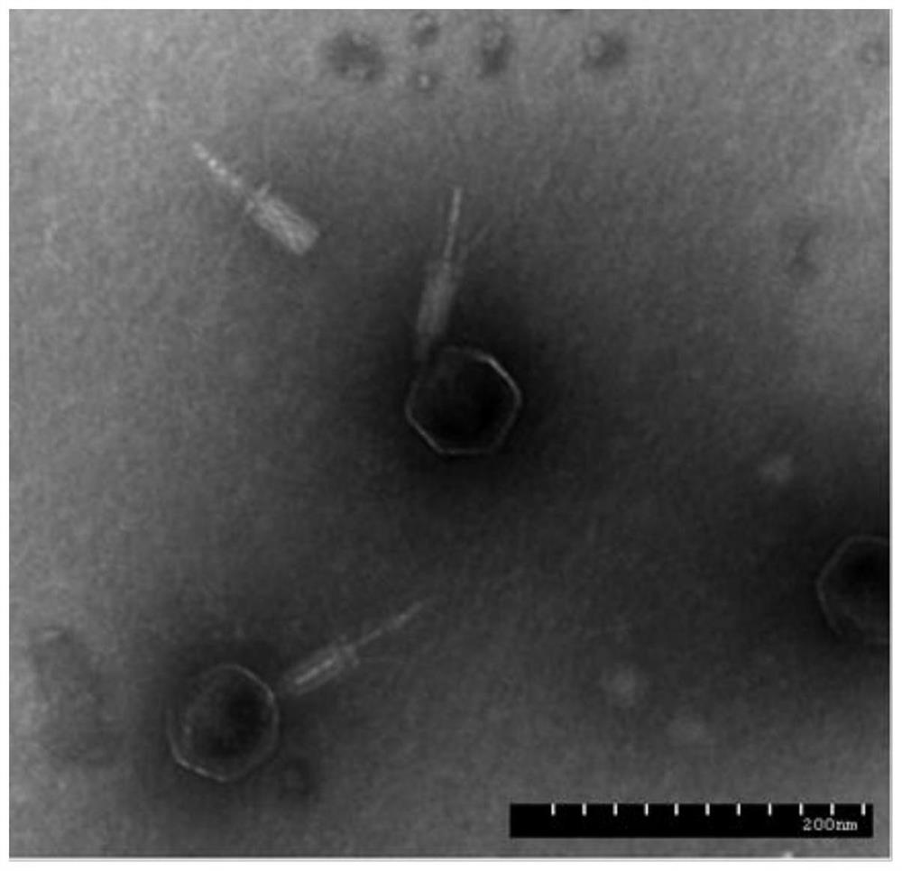 Clostridium perfringens phage, bacteriostatic agent containing phage, preparation method and application