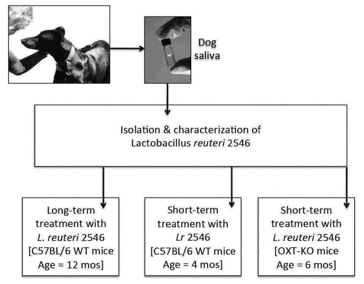 Canine microbe preparations for increasing oxytocin