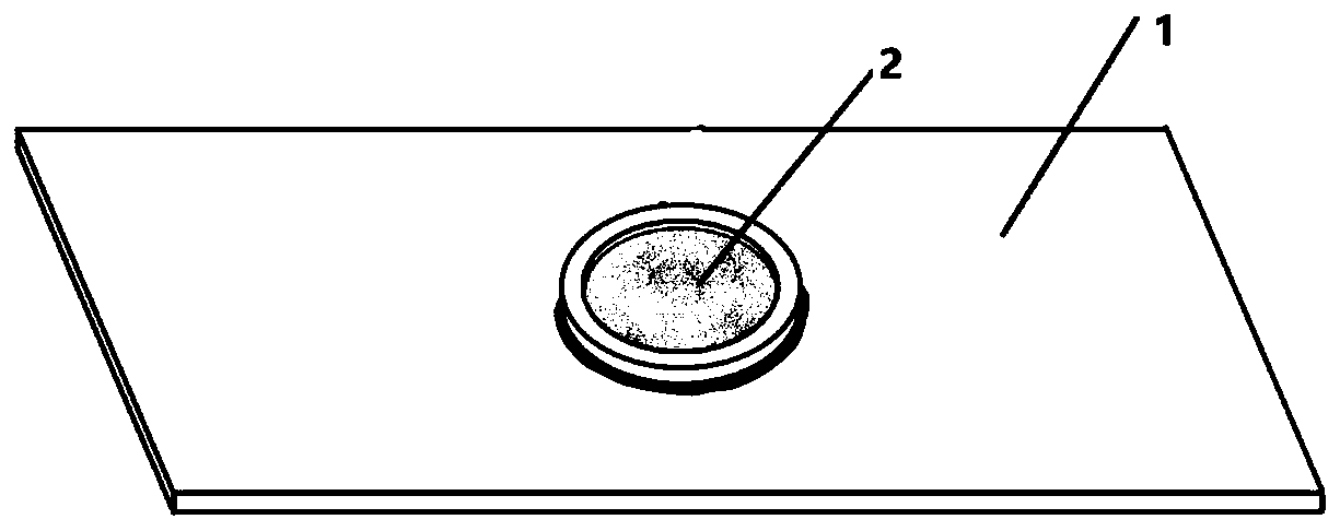 Method for tracing nerve fiber bundles in insect light color tentacle