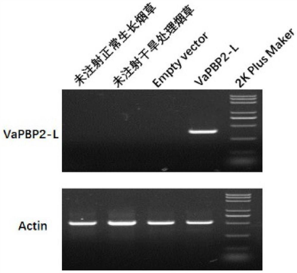 Protein VaPBP2-L for enhancing drought resistance of plants and application of protein VaPBP2-L