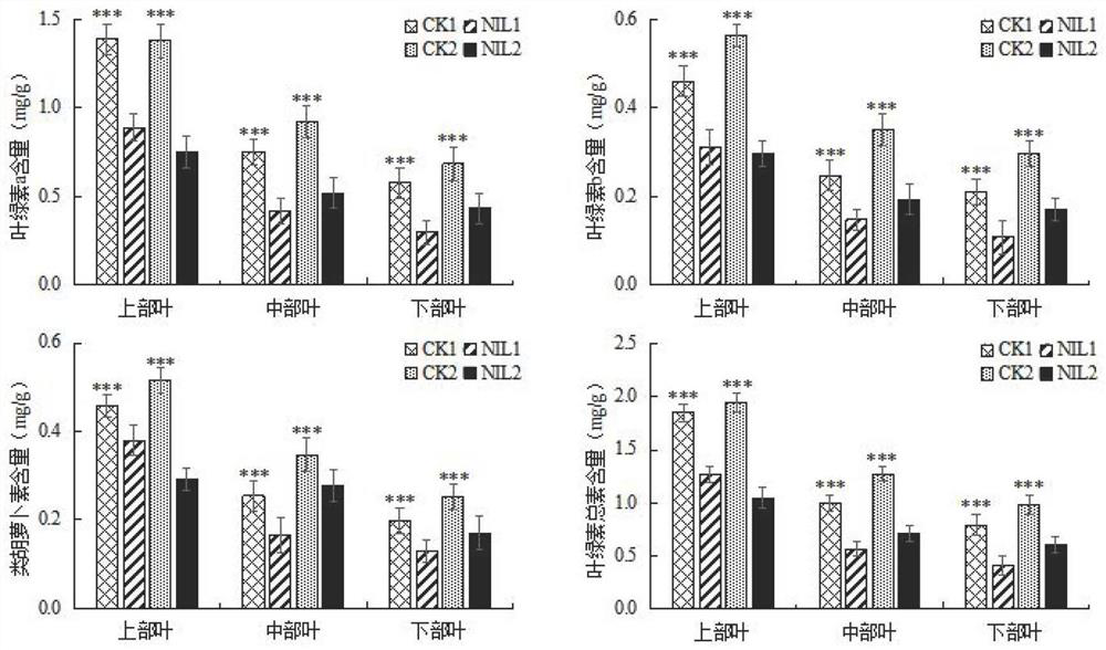 SNP marker molecule related to concentrated yellowing characters in tobacco mature period and application of SNP marker molecule