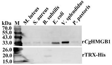 Recombinant crassostrea gigas high-mobility family protein r-CgHMGB1, preparation method and application thereof