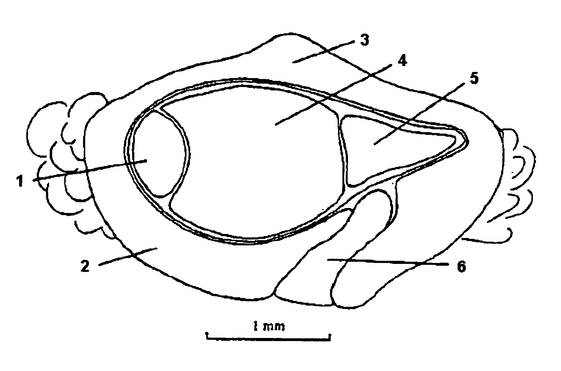 Method for classifying seeds, comprising the usage of infrared spectroscopy