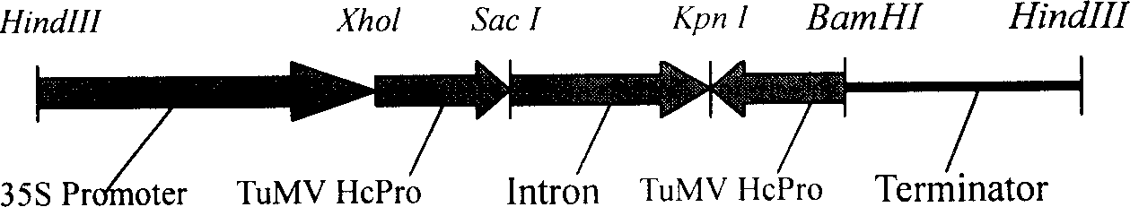 Method for transferring Sichuan pickle using TuMV Hc-Pro resistant gene