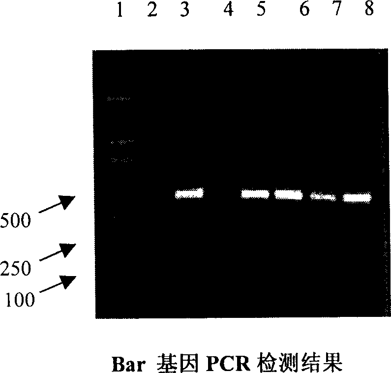 Method for transferring Sichuan pickle using TuMV Hc-Pro resistant gene