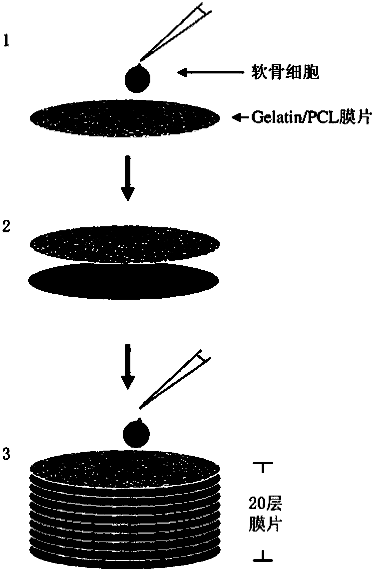 Method for constructing tissue engineering cartilage