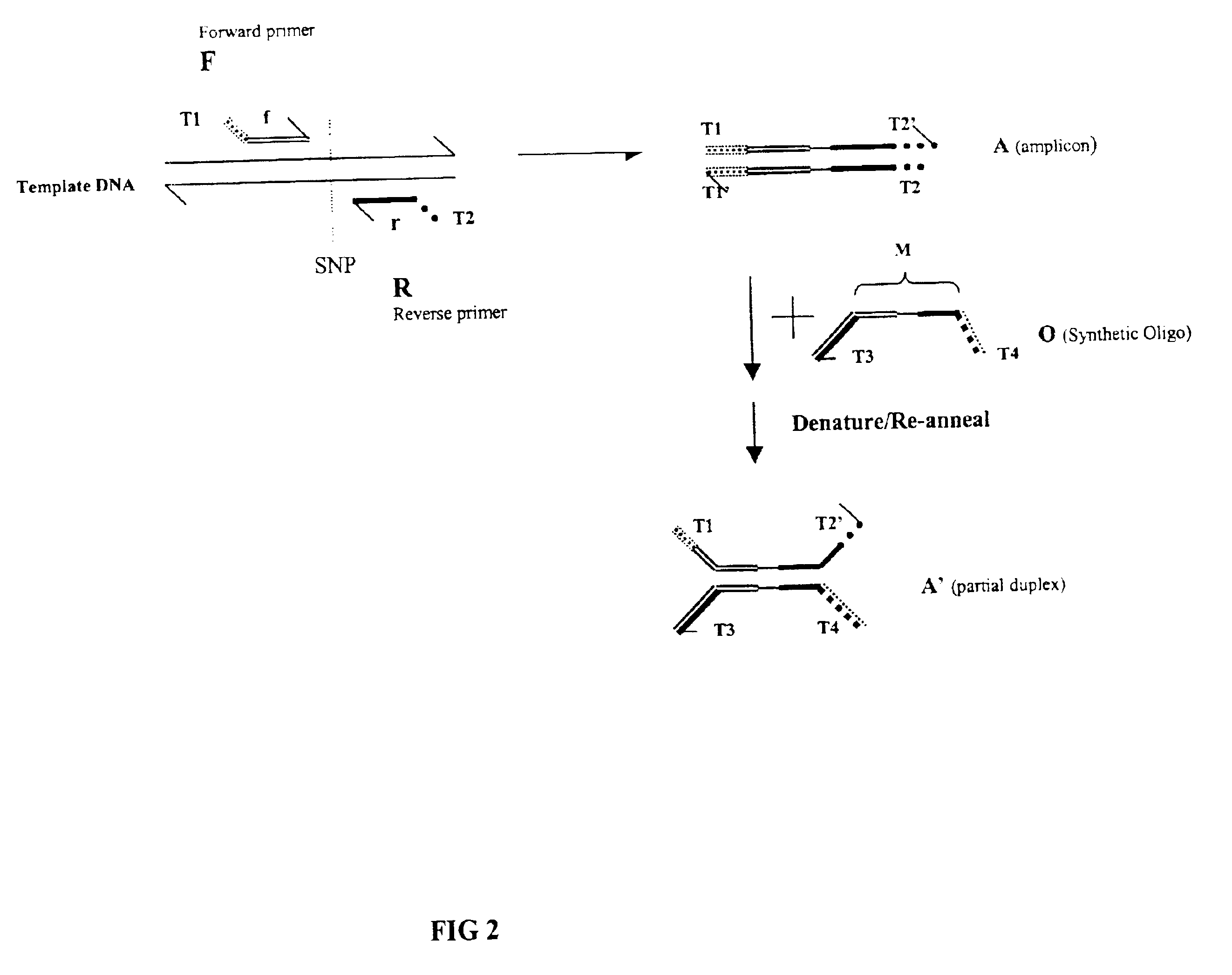 Methods and compositions for detecting differences between nucleic acids