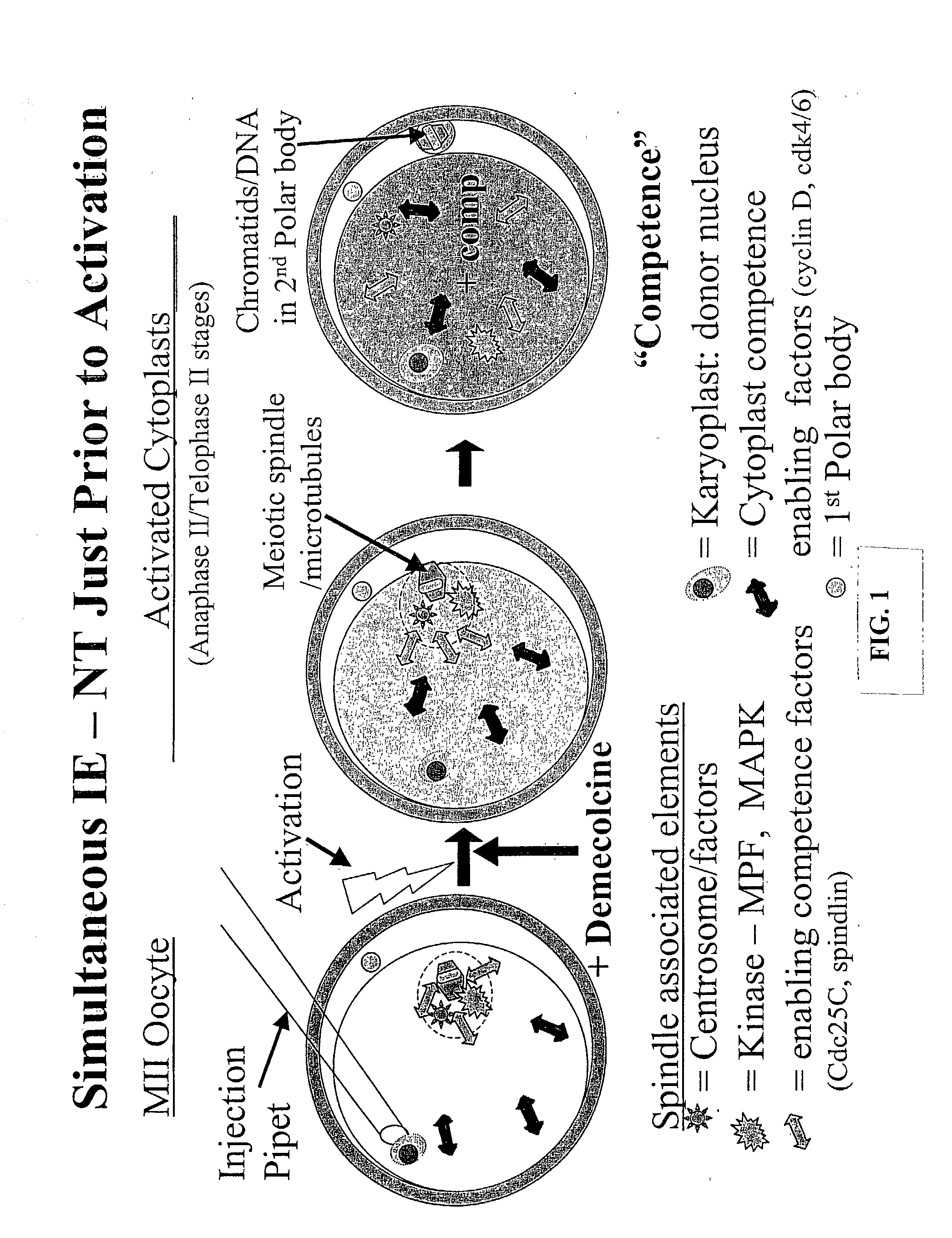 Nuclear transfer embryo formation method