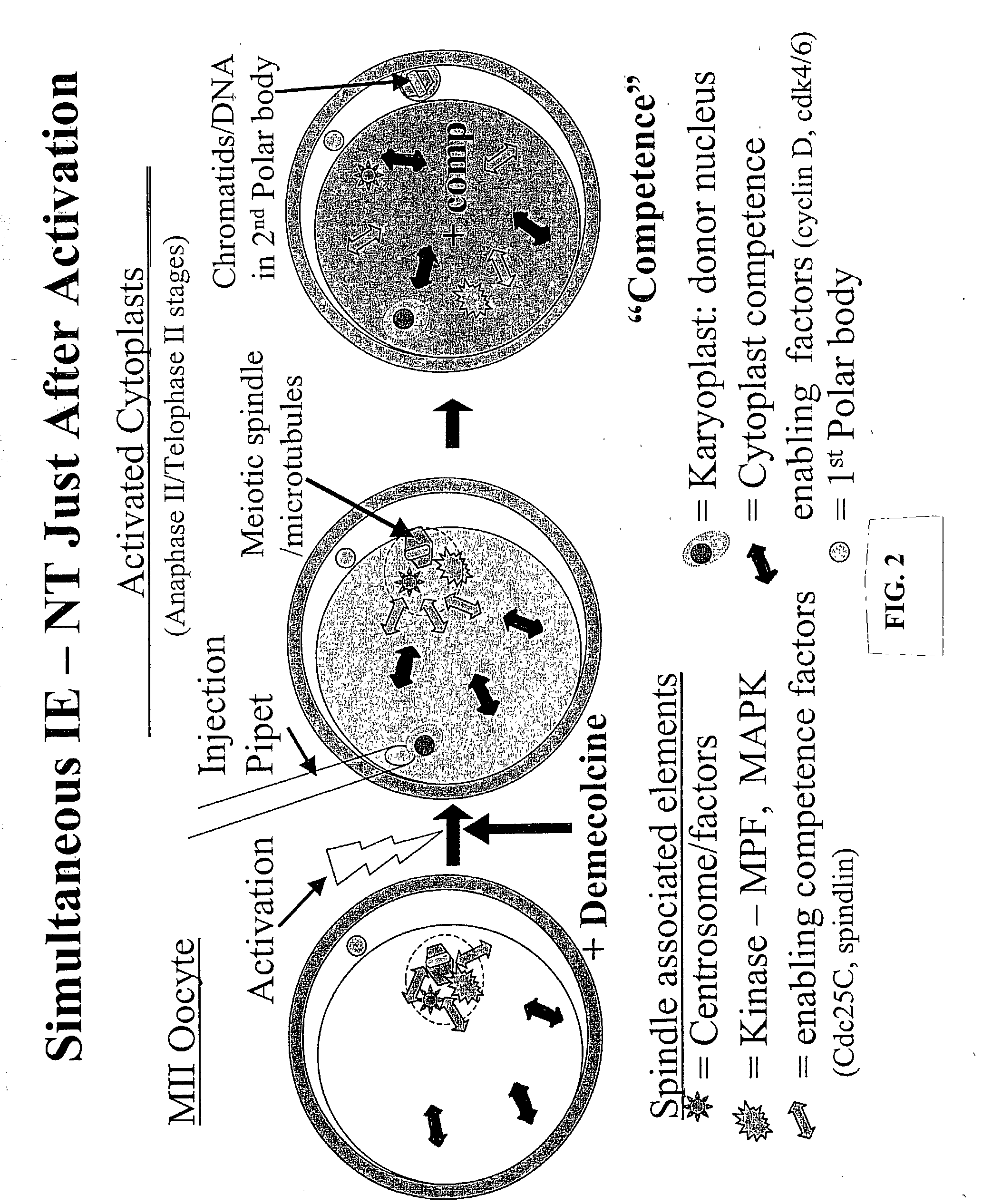 Nuclear transfer embryo formation method