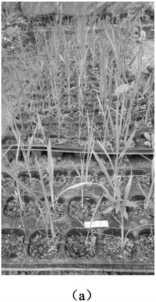Method for preparing seedling cultivation medium for mechanically-transplanted rice from decomposed corn straw