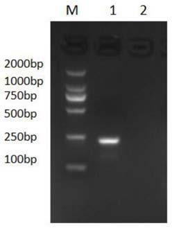 Method for detecting Fusobacterium nucleatum by using PCR-ELISA