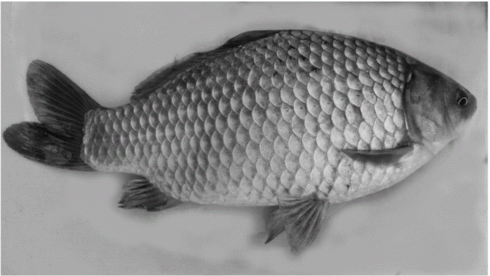 Hybrid carp and pengze crucian carp hybrid breeding method
