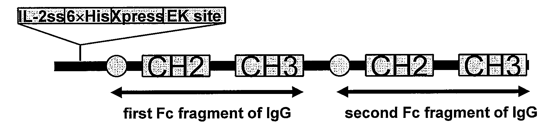 POLYPEPTIDES COMPRISING Fc FRAGMENTS OF IMMUNOGLOBULIN G (IgG) AND METHODS OF USING THE SAME