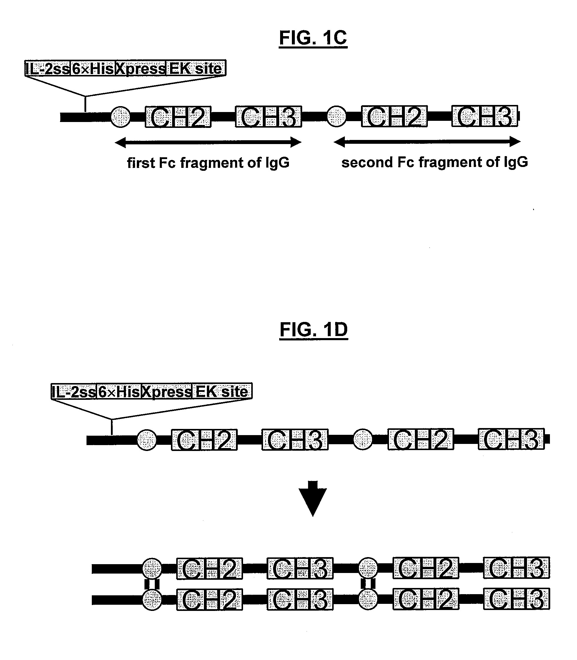 POLYPEPTIDES COMPRISING Fc FRAGMENTS OF IMMUNOGLOBULIN G (IgG) AND METHODS OF USING THE SAME