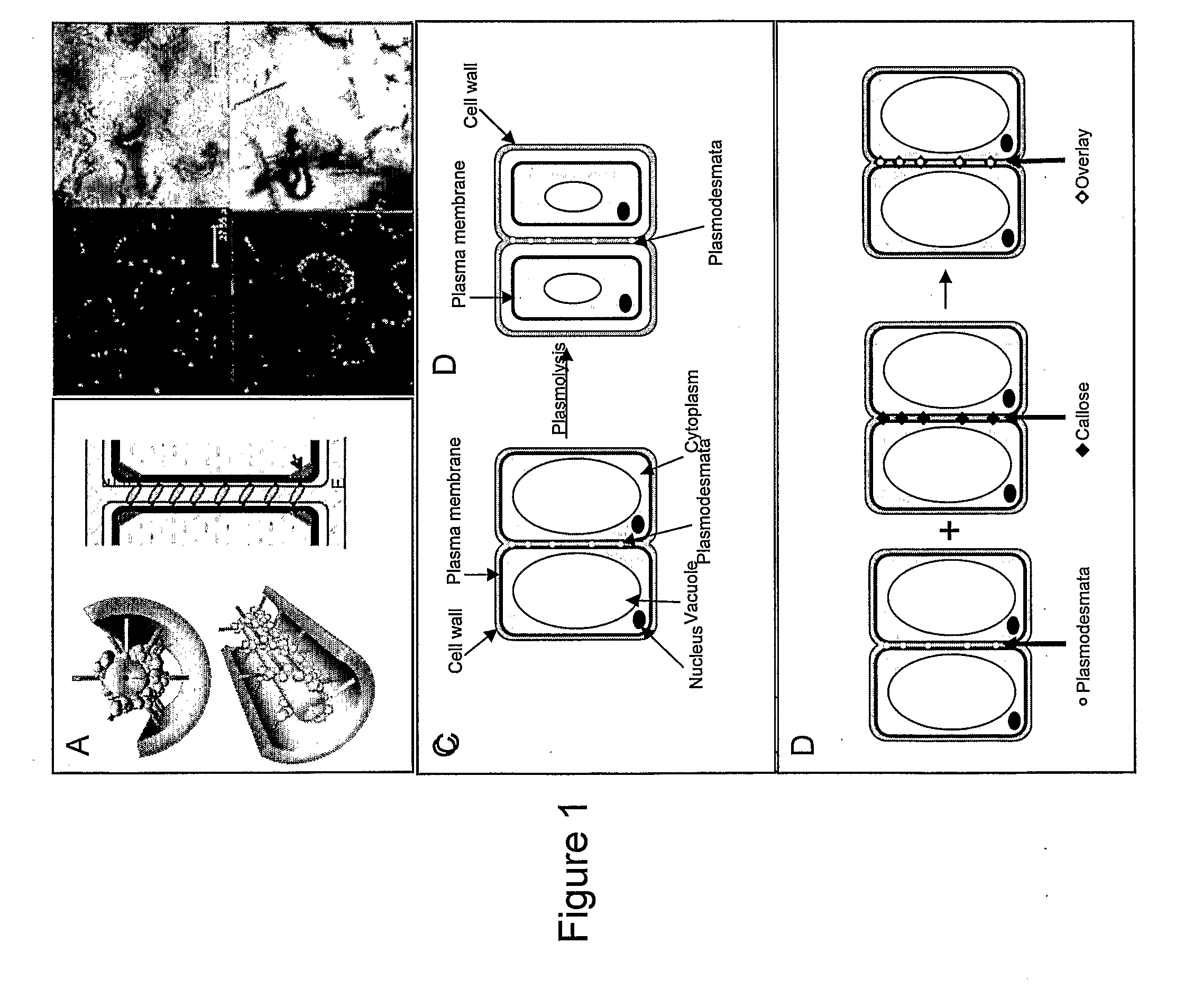Compositions and methods relating to cellular targeting