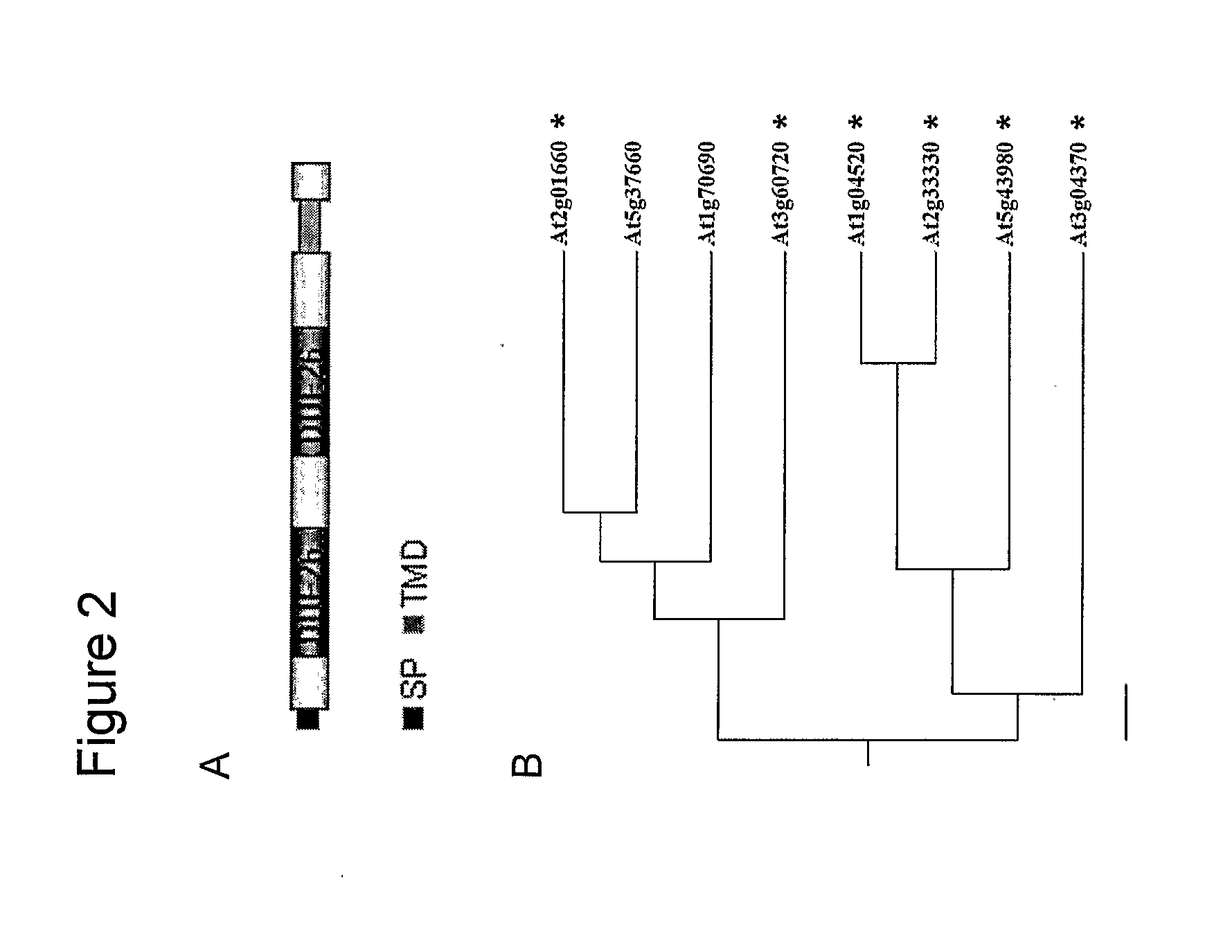 Compositions and methods relating to cellular targeting