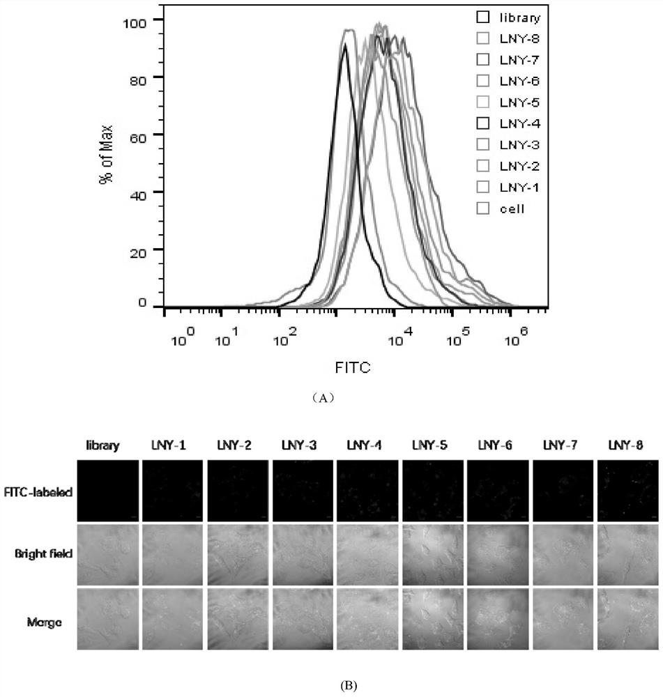 A rapidly screened ovarian cancer nucleic acid aptamer and its application in the preparation and detection of ovarian cancer preparations
