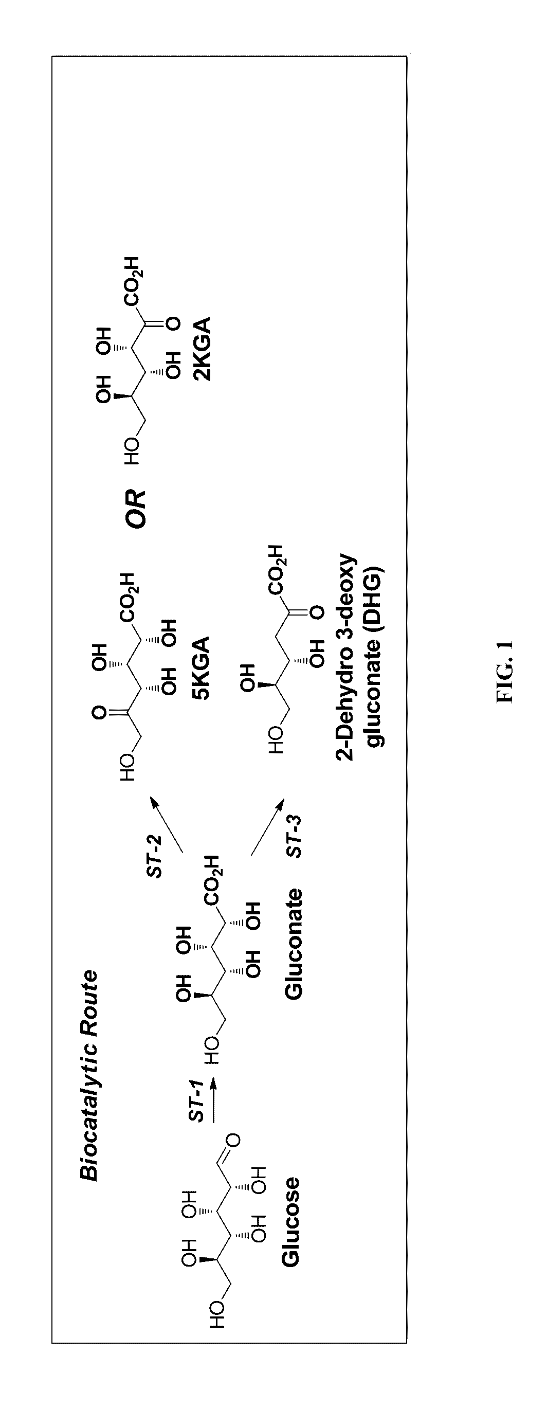 Synthesis of FDCA and FDCA precursors from gluconic acid derivatives