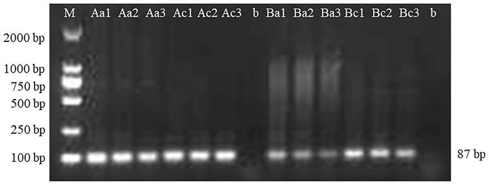 Kit for rapidly detecting hybrid pilose antler based on RAA amplification