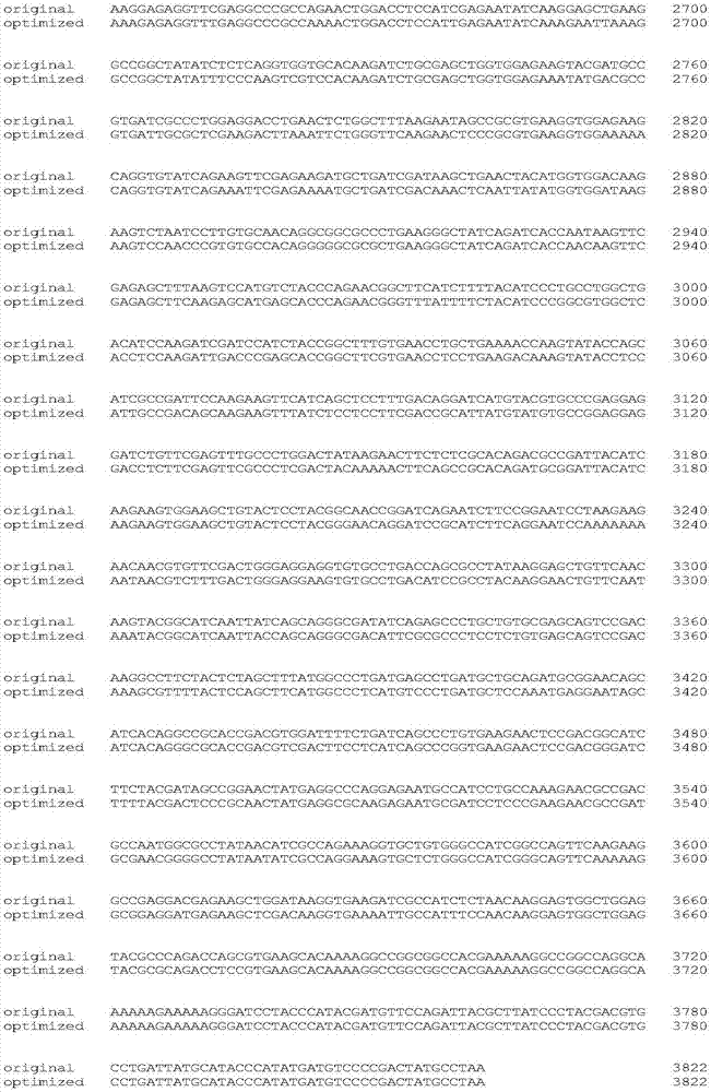 PL-LbCpf1-RR gene with high mutagenic efficiency in gene targeting, and application thereof
