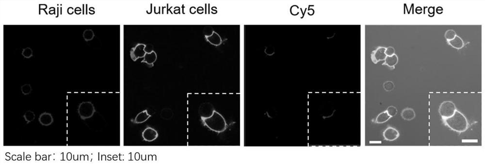 Protein proximity labeling method based on DNA nanotechnology and application thereof