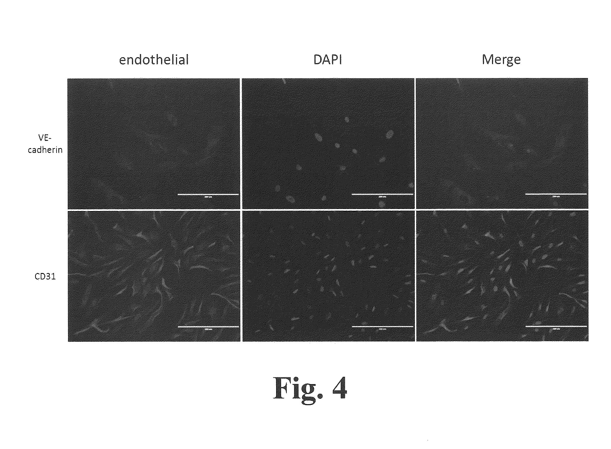 Methods and compositions for expansion of stem cells and other cells