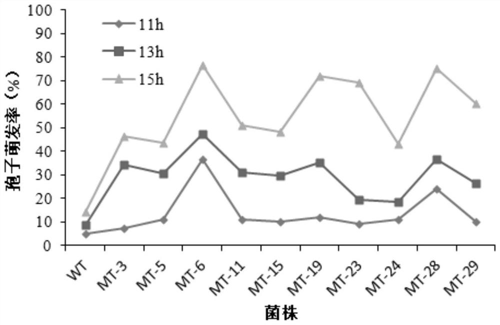 A kind of anti-ultraviolet and high-temperature-resistant high-virulence Ijuvium javanica mutagenic strain ijuv-6 and its application